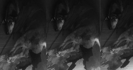 Chimbote: indignación por hallazgo de perra violentada en La Libertad