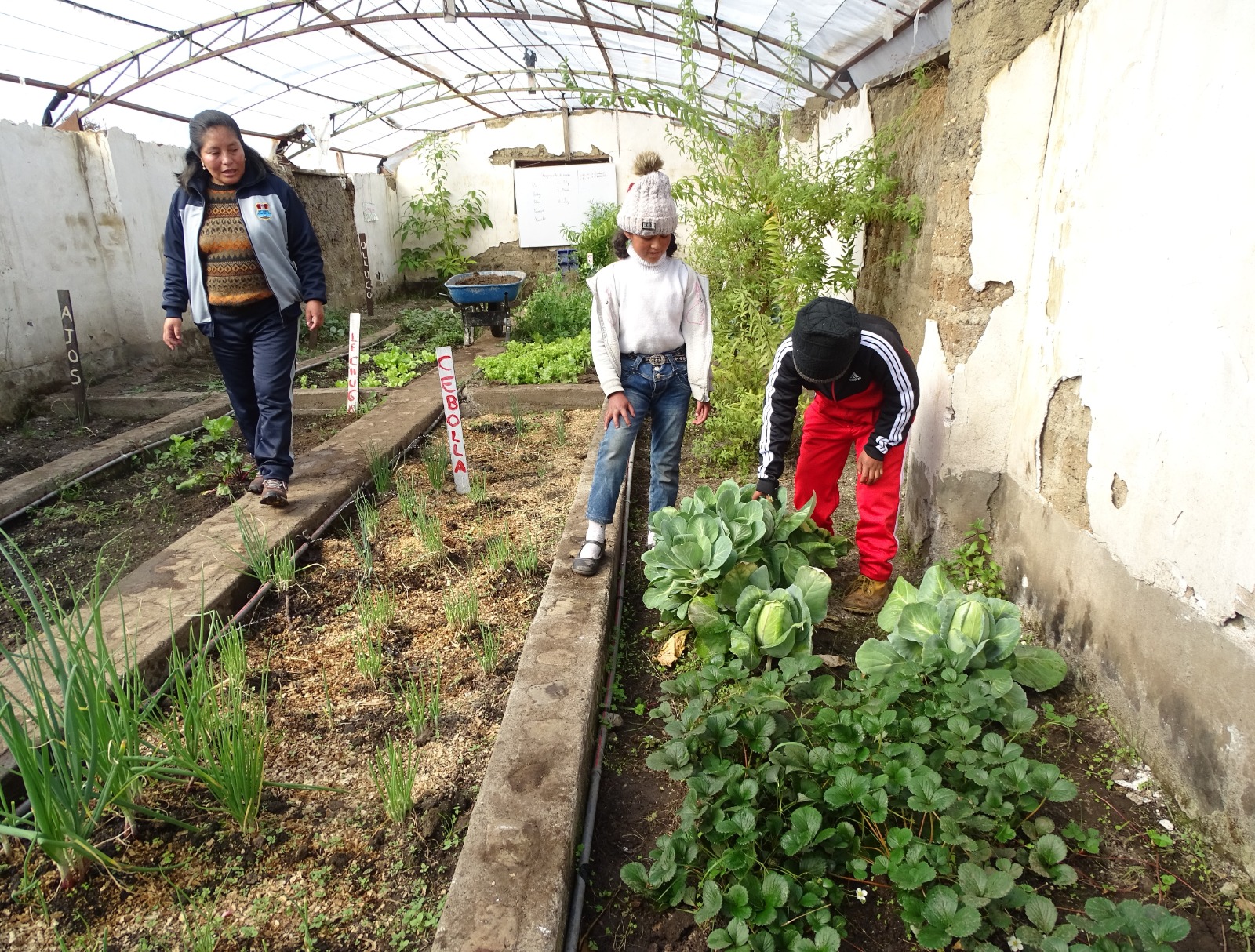 Áncash: impulsan implementación de huertos escolares para promover la alimentación saludable