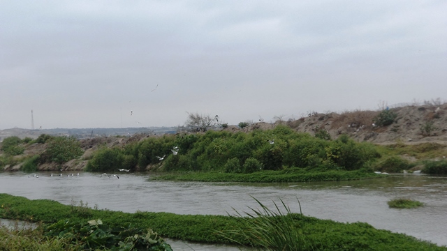 Pantanos de Villa María tendrían condición de “ecosistema en reserva”
