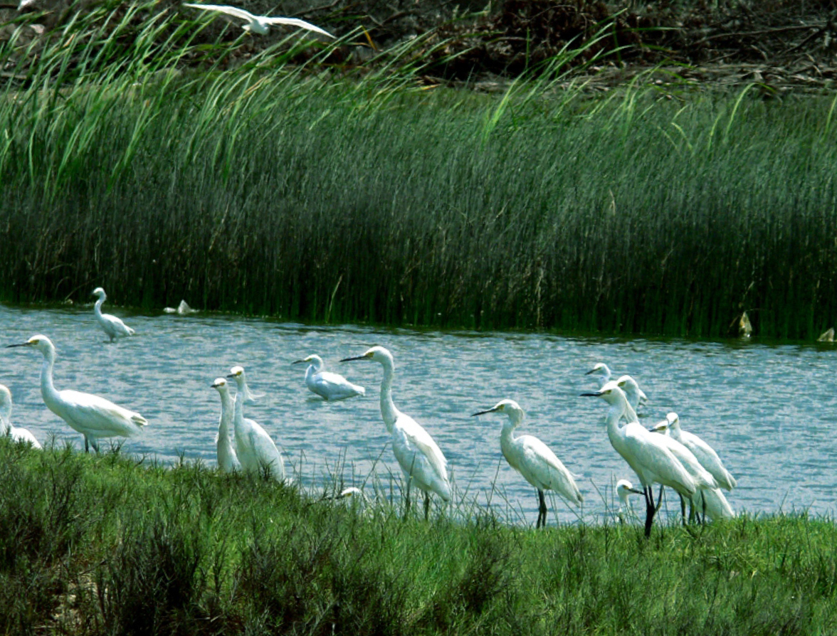 ¿Puede el turismo contribuir a proteger nuestros humedales?
