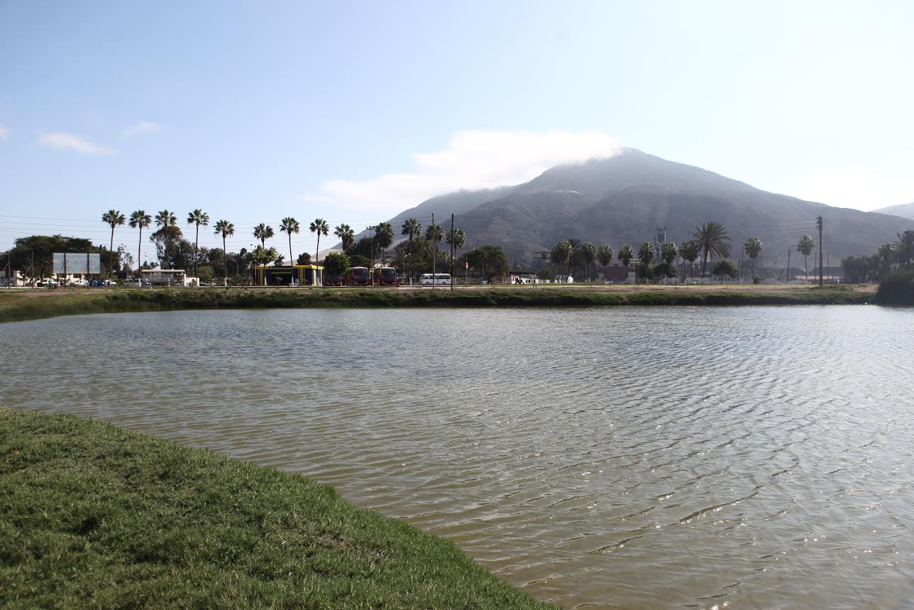 Humedales de Siderperú alberga varias especies de flora y 39 especies de aves