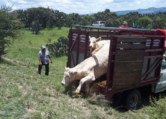 Seis acusados de abigeato en Corongo son enviados a siete meses de prisión preventiva
