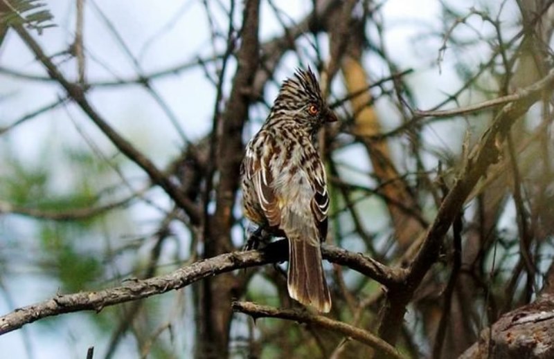  Se podrán observar 70 especies de aves en bosques de Pómac