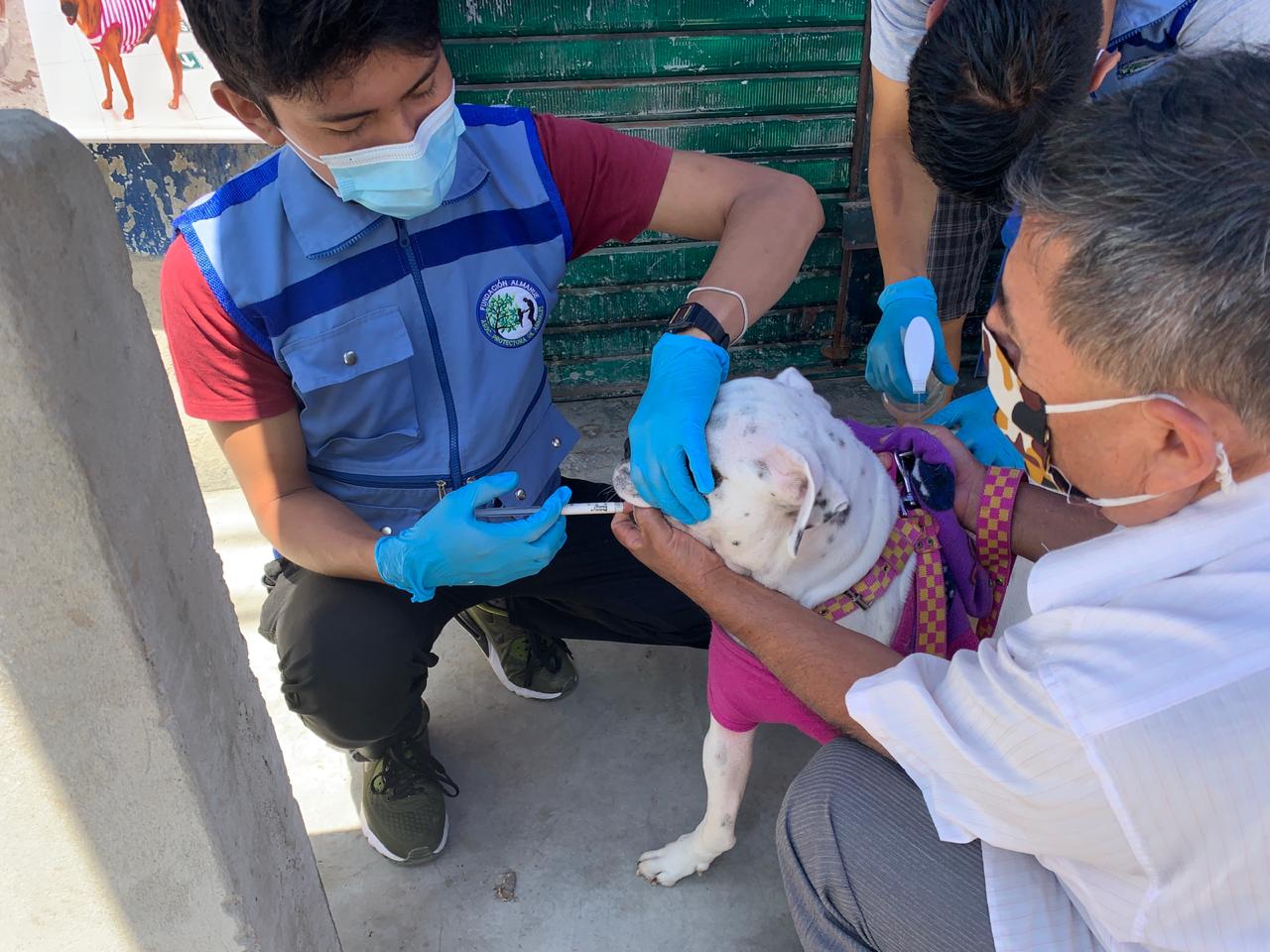Chimbote: desparasitan a más de 200 mascotas durante campaña gratuita   