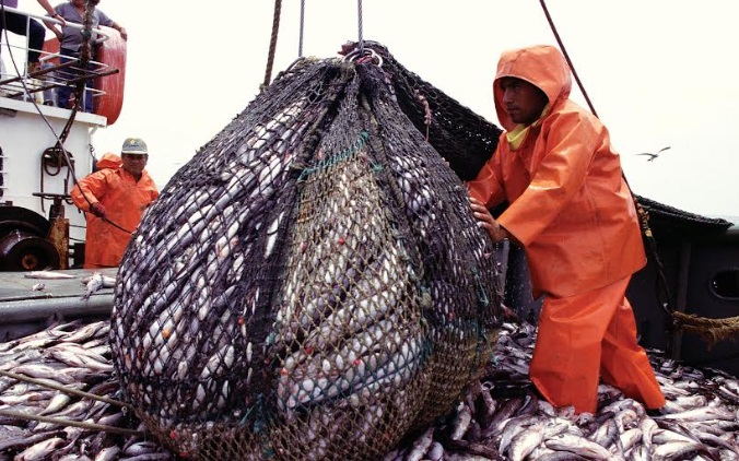 Revelan que perspectivas para la pesca primaria de exportación son negativas  