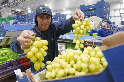 Exportación peruana de frutas y hortalizas conquista más mercados en el mundo