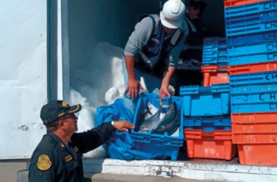 Decomisan más de 143 toneladas de recursos hidrobiológicos en Áncash, Lambayeque y otras 4 regiones