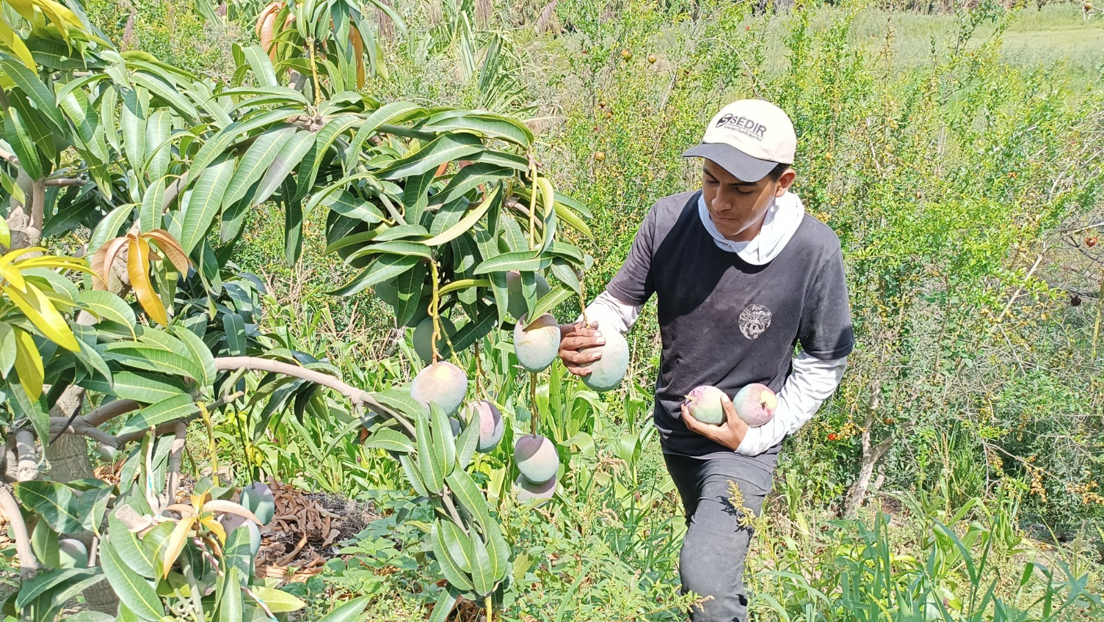 Ministerio de Agricultura elabora plan de intervención para el valle de Nepeña 