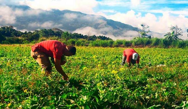 Impactos del covid-19 en la agricultura: sin bono y sin FAE-AGRO