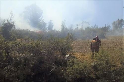 Áncash: extinguen incendio forestal que arrasó con cuatro hectáreas de pastos en Ocros