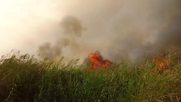 Nepeña: incendio forestal se produjo en Capellanía por quema de maleza