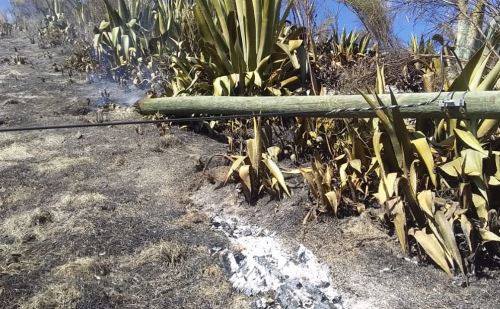 Incendio forestal afecta instalaciones eléctricas y pastizales en Carhuaz