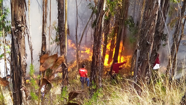 Áncash: incendio forestal en el distrito de Llama arrasó con pastos naturales y bosques
