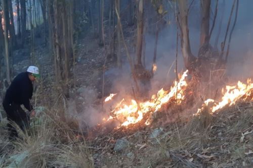 Incendio forestal en Pallasca afecta a unos 150 plantones de pino
