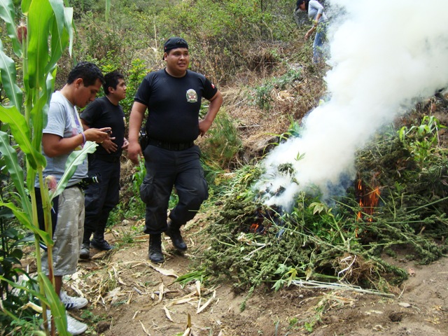 Policía incinera 1,325 plantones de marihuana descubiertos en caserío de Huarmey