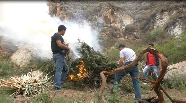 Policías antidrogas de Chimbote incineran más de 12 mil plantones de marihuana e intervienen a 2 sujetos
