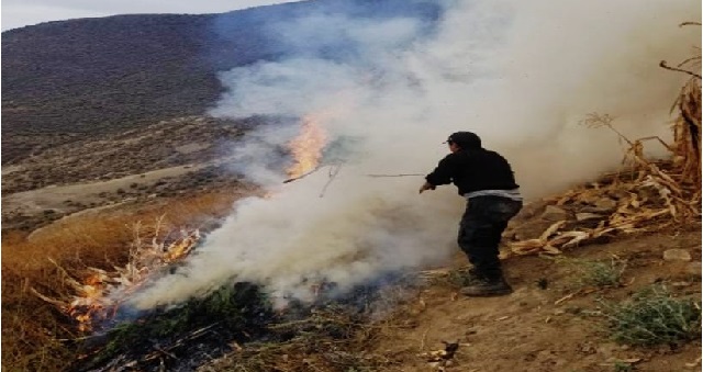 Incineran 1,200 plantones de marihuana y detienen a dos sujetos que cuidaban la droga en Ocros (Áncash)