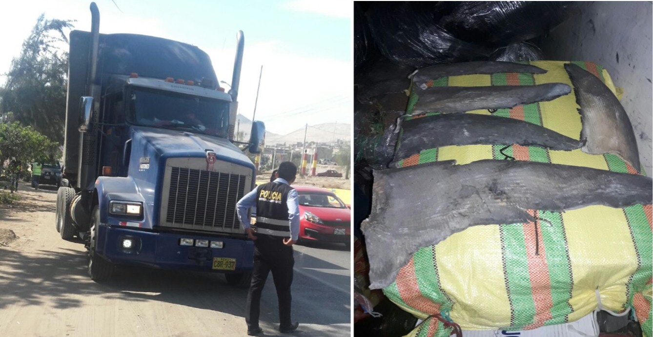 Chimbote: incautan 51 sacos conteniendo aletas secas de tiburón valorizados en 18 mil dólares