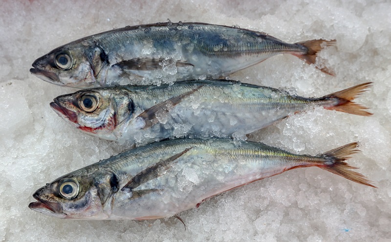 SNP respalda decisión del Ejecutivo de fijar límites de captura del jurel en mar peruano