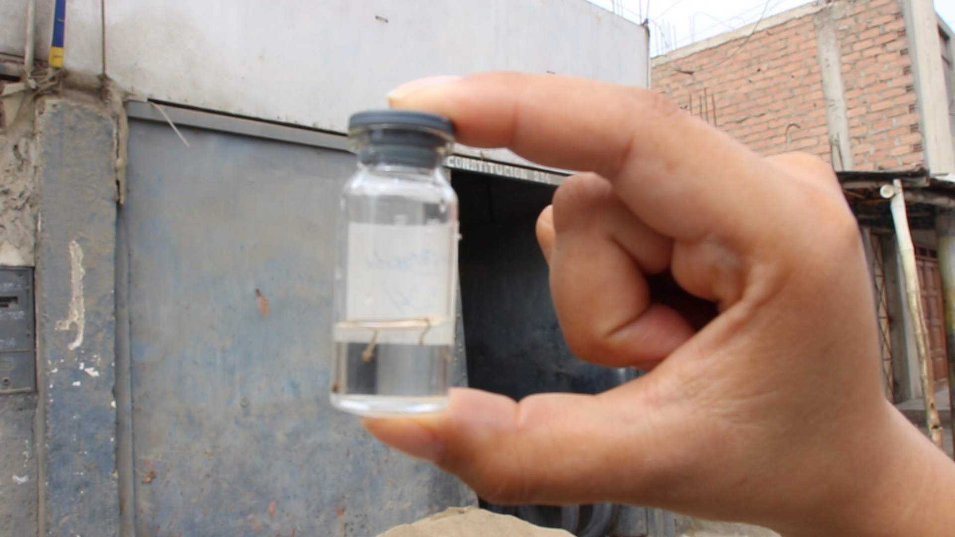 Chimbote: detectan elevada presencia de larvas de zancudo en “El Progreso”