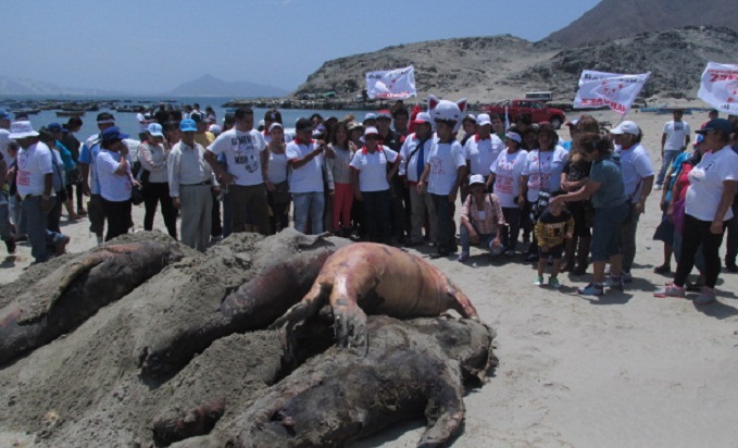Nuevo Chimbote: Valentín Fernández y militantes de Andemar limpiaron circuito de playas
