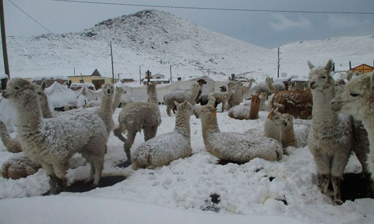 Lluvia, nieve y granizo se registrarán en la sierra de 16 regiones, entre ellas Áncash 