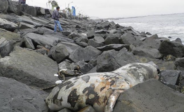  Lobos marinos están varados en el Malecón Grau desde hace una semana 