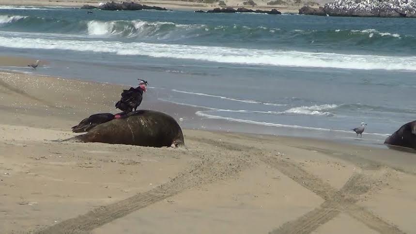 Lobos marinos hallados muertos en Anconcillo habrían perecido por falta de alimento