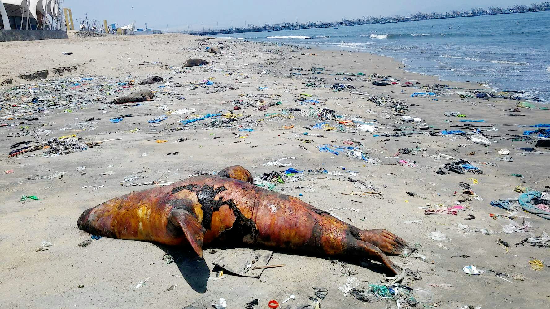 Ministro de la Producción solicitará informe sobre lobos marinos varados en litoral costero de Chimbote