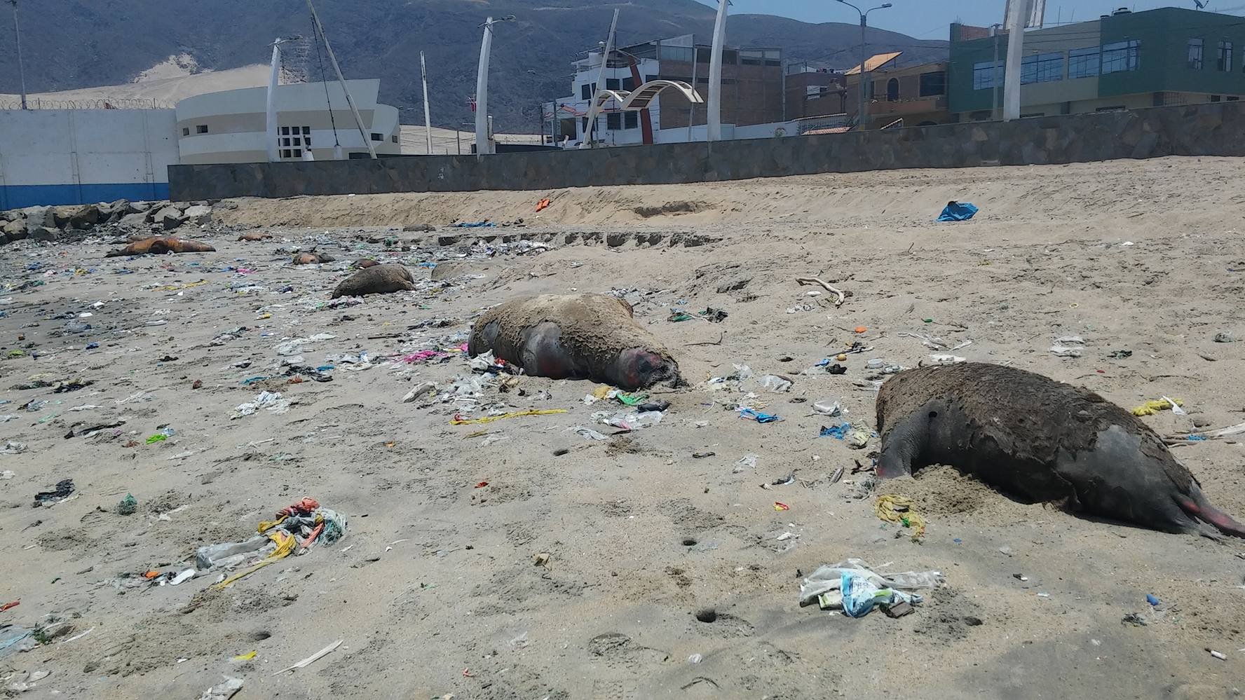 Lobos marinos varados en la bahía de Chimbote habrían muerto por maltrato de los pescadores 
