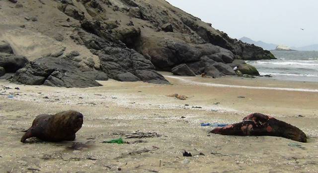 Denuncian matanza de 22 lobos marinos con veneno y lanzas en la bahía de Samanco