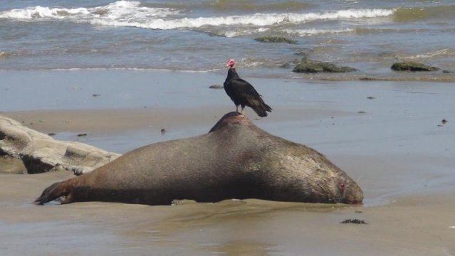 Despiados hombres asesinan a lobo marino en "Los Chimus"