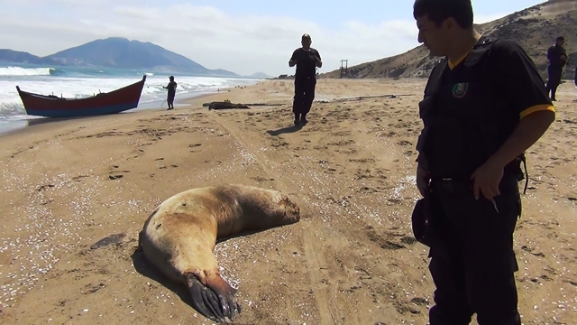 Hallan lobos marinos, pelícanos y tortugas muertas en "Atahualpa"