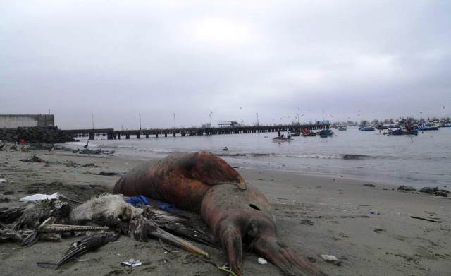 Muerte de especies marinas se debe a escasez de anchoveta