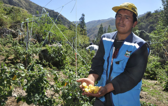 Agricultura y pesca concentran 40 % de la PEA en macro región centro 