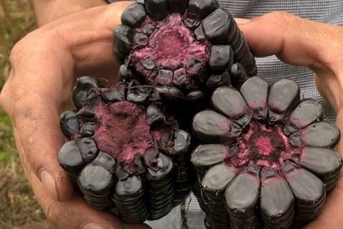 El INIA investiga variedades de maíz morado con propiedades medicinales