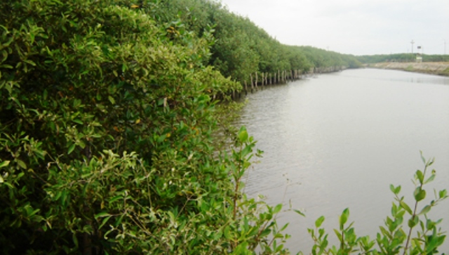 Tumbes: 32 familias del manglar El Bendito beneficiadas con proyecto de Cáritas  