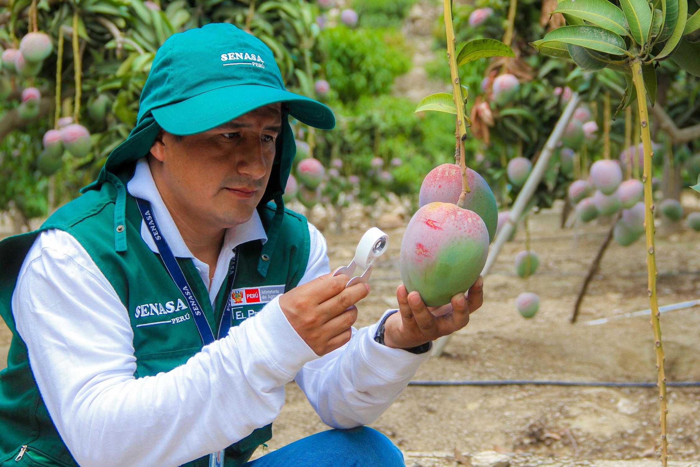 Mango de Casma se exportará  a mercado asiático y europeo