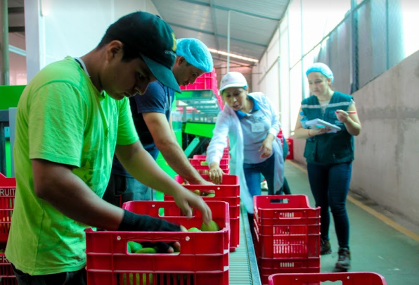 Casma se alista para iniciar exportaciones de mango a Chile