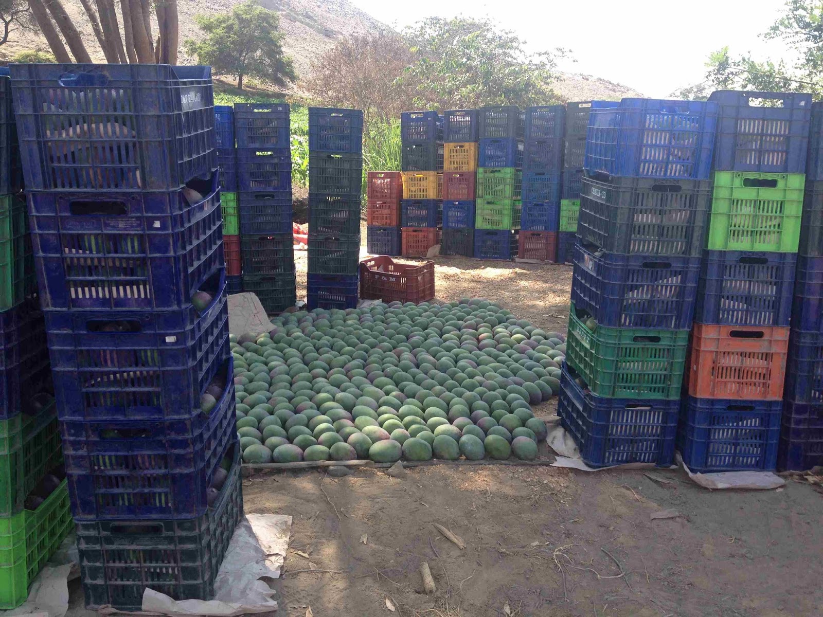 Futuro expectante para el cultivo del mango en Áncash