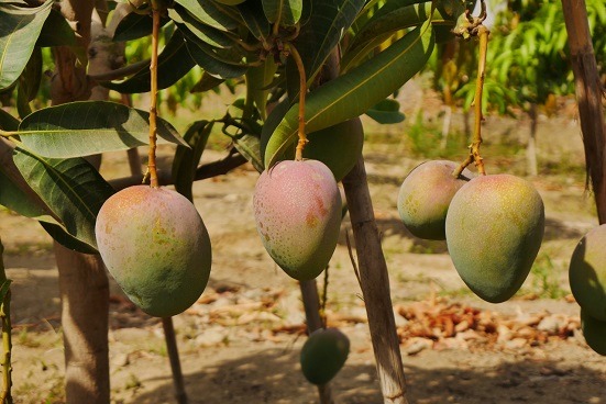 Agricultores de Áncash preocupados por caída del precio del mango en más del 50 %