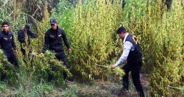 Áncash: Incineran más de 11 mil 500 plantaciones de marihuana en zona alejada de Huarmey