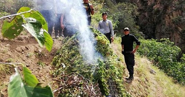 Áncash: policías descubren 5,900 plantones de marihuana listos para la cosecha en distrito de Conchucos