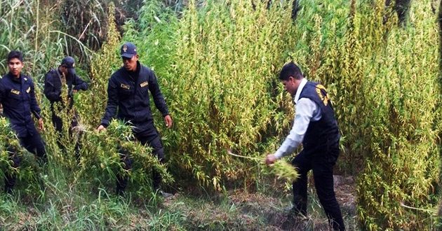 Policía incinera 4,327 plantones de marihuana en Huarmey que iban a servir al narcotráfico en Chimbote