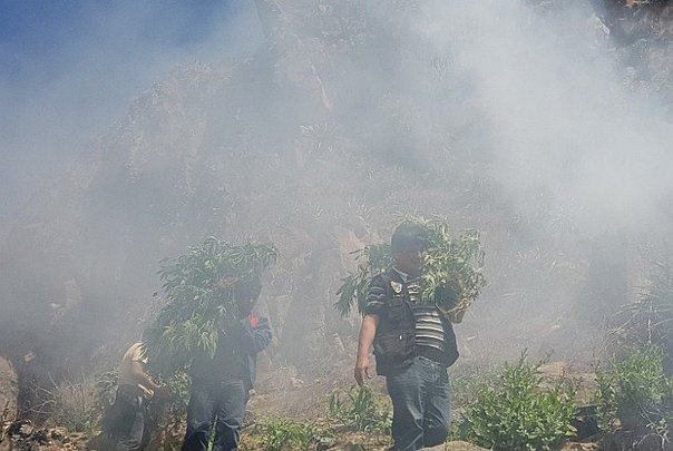 Huarmey: incineran más de 1800 plantones de marihuana 