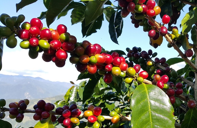 Más de 900 productores organizados comercian por S/ 2.3 millones en macro rueda de negocios 