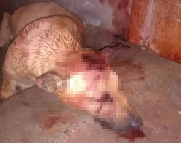 Nuevo Chimbote: Iracundo sujeto mata a martillazos a perro de su vecina