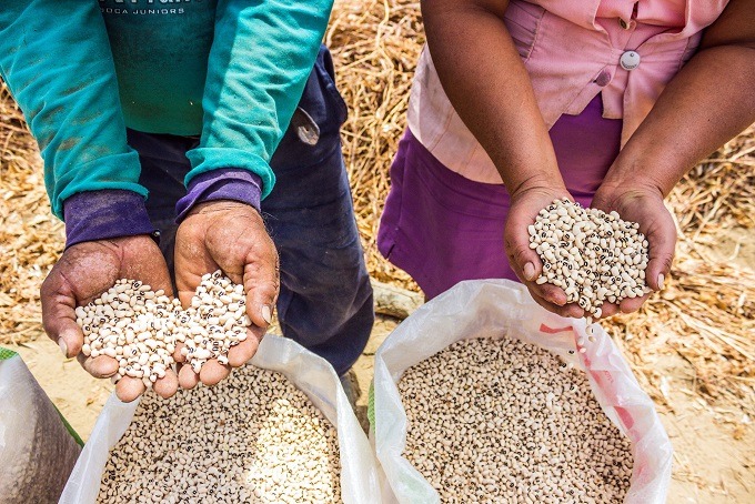 Minagri desarrolla más de 30 variedades de legumbres de alta calidad genética