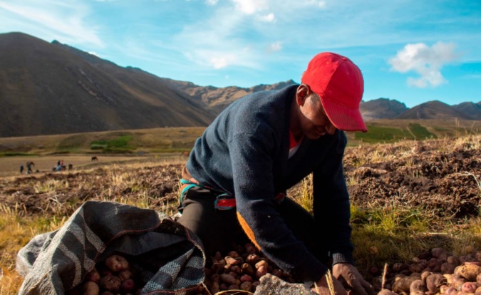 Midagri propondrá ampliar por 720 días emergencia del agro en el país 
