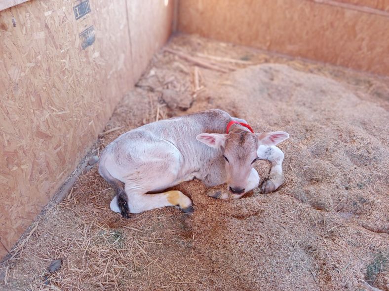 En Arequipa logran nacimiento de ternero de raza Brown Swiss de alta calidad para mejorar producción láctea vacuna 